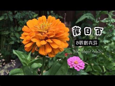 百日草 風水